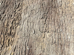 Closeup of Cottonwood Panel Texture