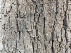 Closeup of Cottonwood Panel Texture