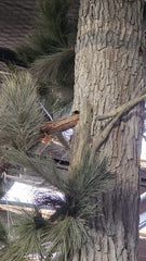 Closeup of Pecan Wood Panel Wrapped Around Post, Cutouts for Faux Branches just from the Panel