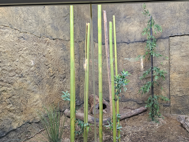 An Empty Zoo Enclosure Wall Covered by the Rocky Wall Panel