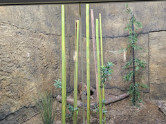 An Empty Zoo Enclosure Wall Covered by the Rocky Wall Panel