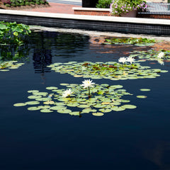 Atlantic Oase Pond Dye