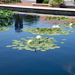 Atlantic Oase Pond Dye