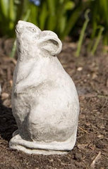 Photo of Campania Mousie - Marquis Gardens