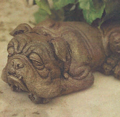 Photo of Small Laying Boxer - Marquis Gardens