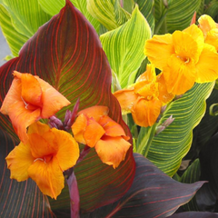 Canna - Tropical