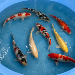 Japanese Koi 24"
