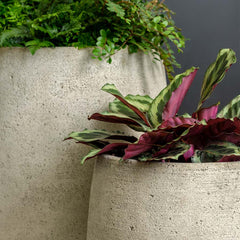 Photo of Campania Bebel Planters - Marquis Gardens