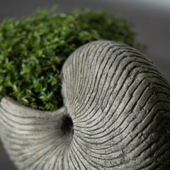 Photo of Campania Ammonite Planters - Marquis Gardens