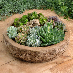 Campania Forest Frog Planter