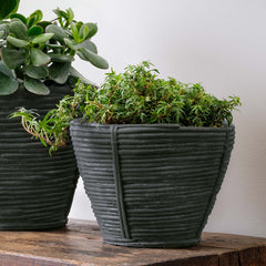 Campania Reed Planter