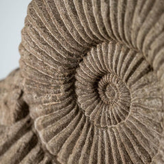 Photo of Campania Ammonite Planters - Marquis Gardens