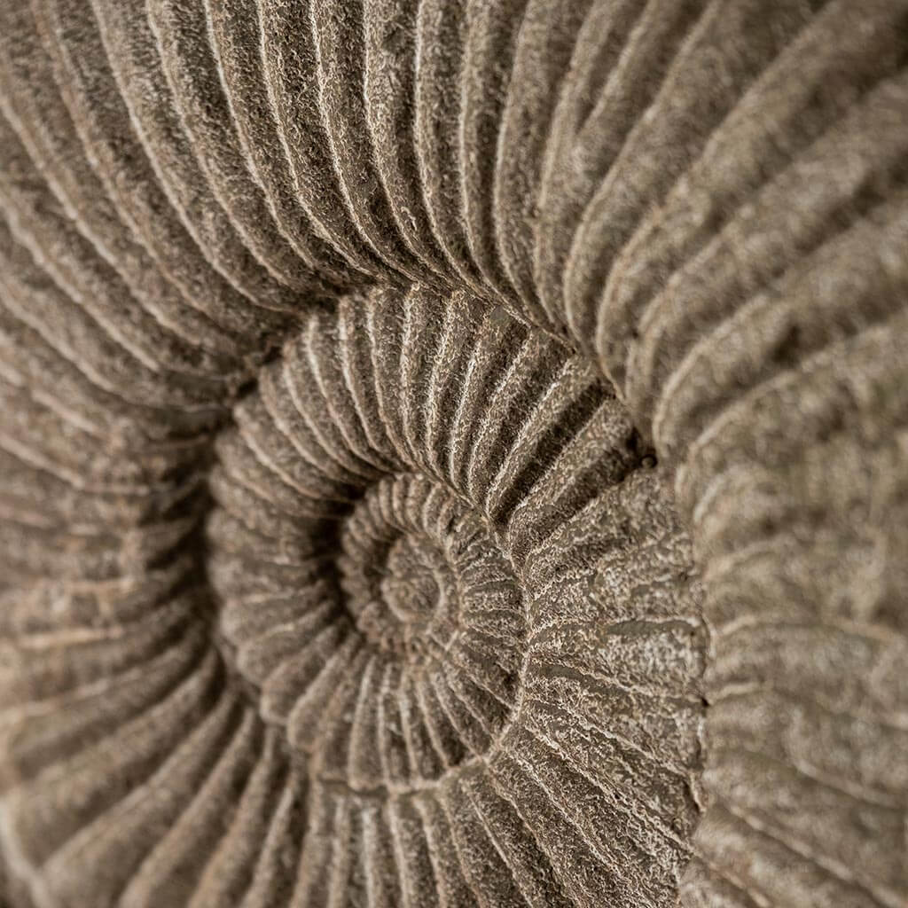 Photo of Campania Ammonite Planters - Marquis Gardens