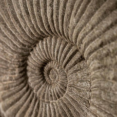 Photo of Campania Ammonite Planters - Marquis Gardens