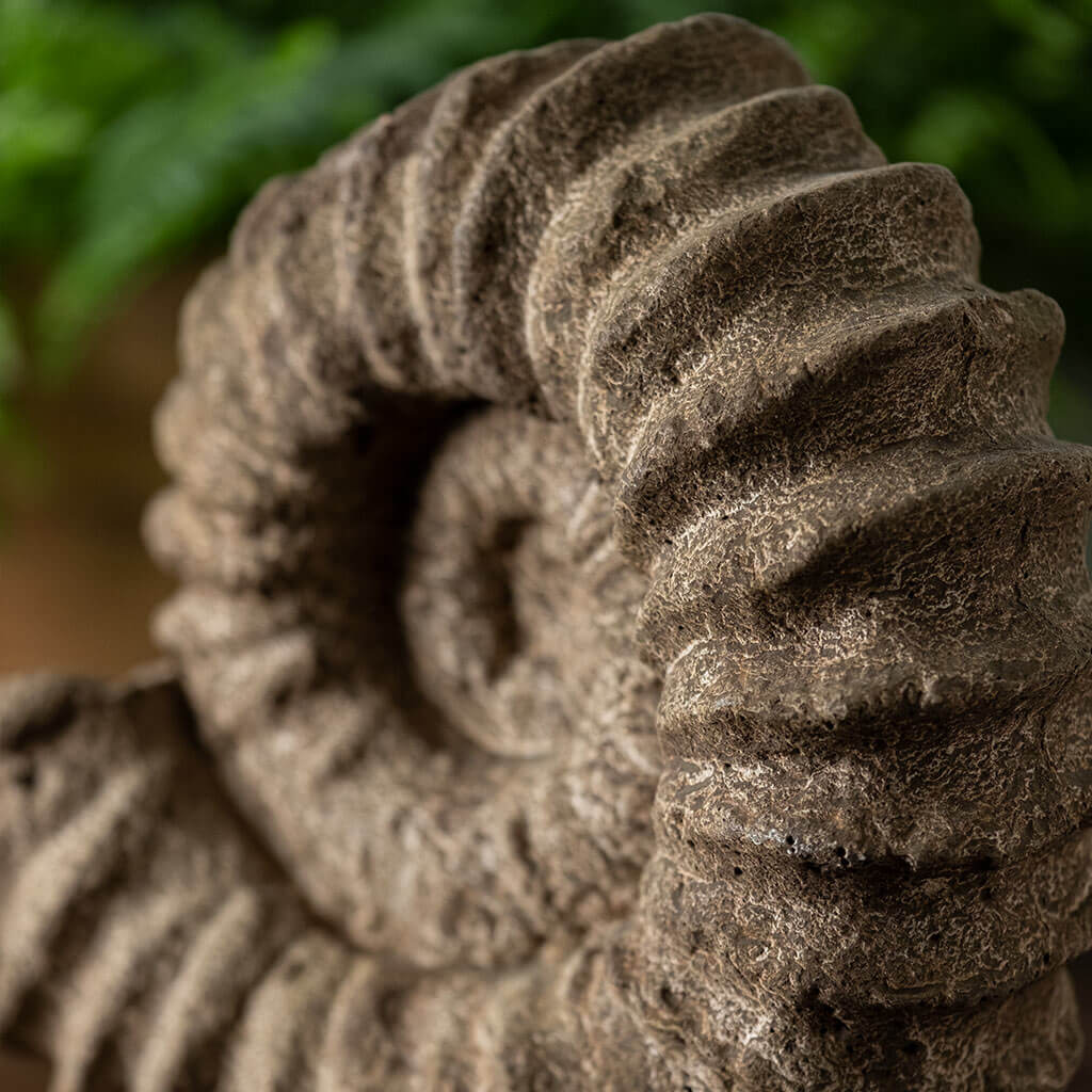 Photo of Campania Sea Ammonite - Marquis Gardens