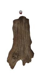 Photo of Sunken Log 001 - Marquis Gardens
