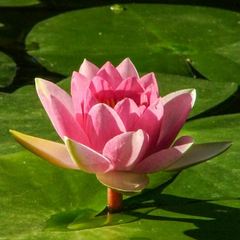 Large Water Lily - Tropical
