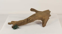 Photo of Floating Log 001 - Marquis Gardens