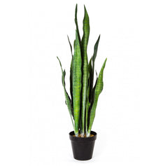 Photo of Snake Plant, 30"  - Marquis Gardens