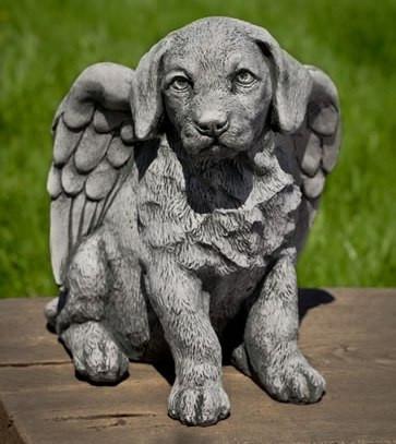 Photo of Campania Angel Puppy - Marquis Gardens