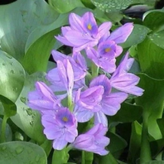 Photo of Floating Water Hyacinth - Large  - Marquis Gardens