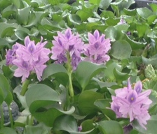 Photo of Floating Water Hyacinth - Large  - Marquis Gardens