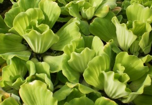 Photo of Floating Water Lettuce - Jumbo  - Marquis Gardens