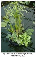 Photo of Laguna Floating Plant Baskets - Marquis Gardens
