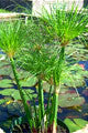 Photo of Tropical Papyrus - Little Giant  - Marquis Gardens