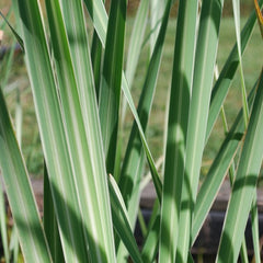 Variegated Cattail - Hardy