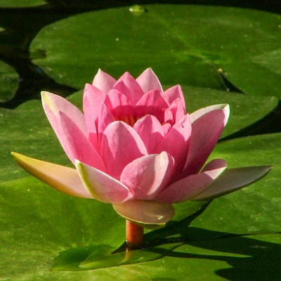 water_lily_pink.png