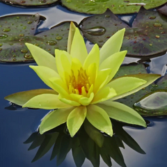 Large Water Lily - Hardy